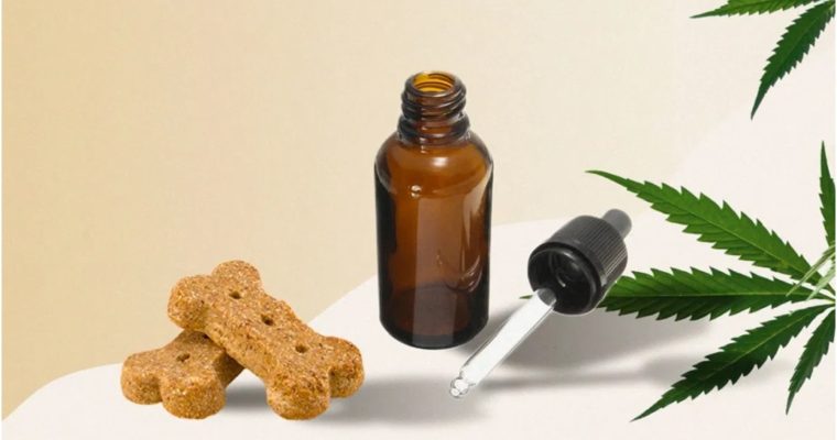 Things to Consider When Shopping for CBD Oil for Pets
