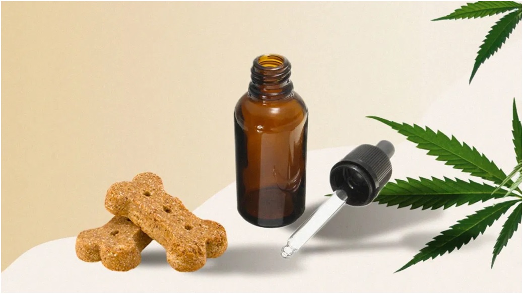 Things to Consider When Shopping for CBD Oil for Pets