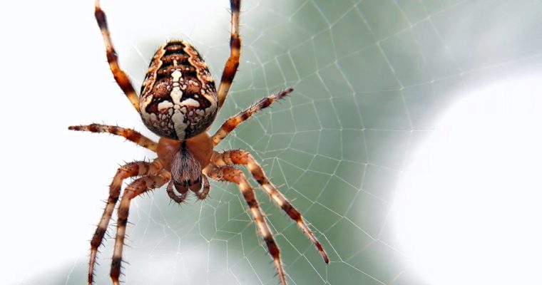 How Do I Get Rid of Spiders at Home?