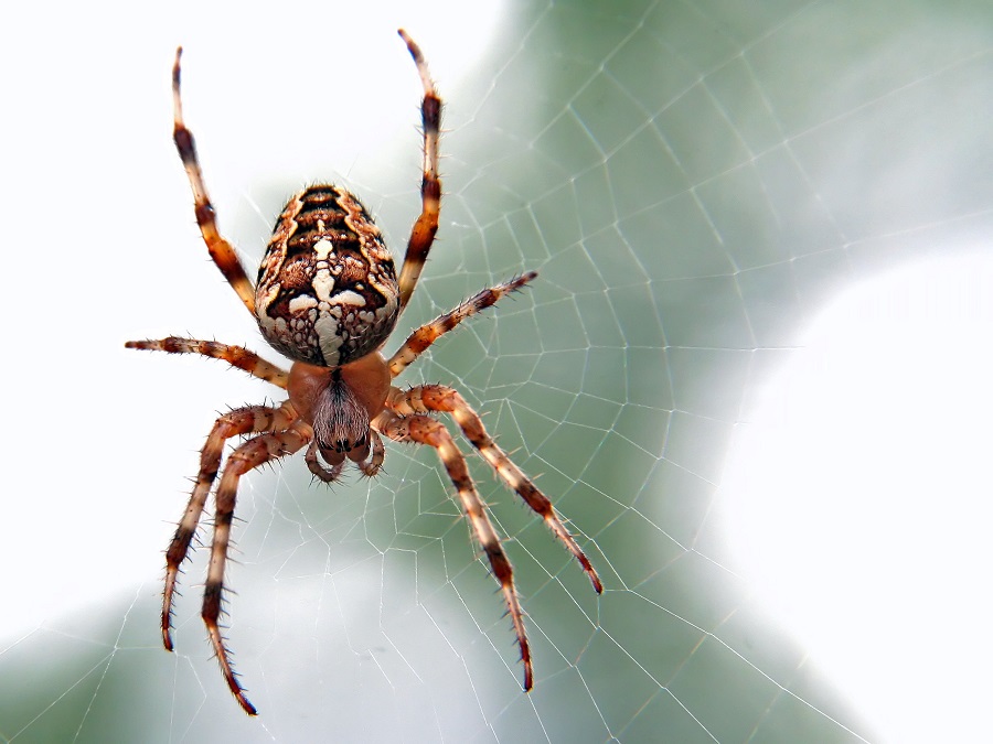 How Do I Get Rid of Spiders at Home?