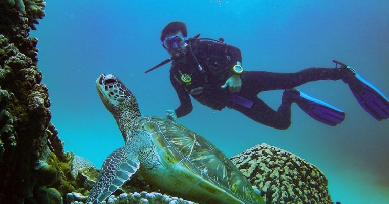 A Comprehensive Guide to Diving In Komodo Island