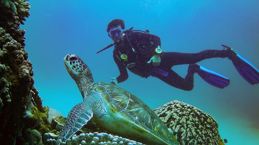 A Comprehensive Guide to Diving In Komodo Island