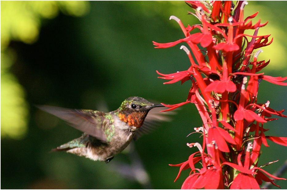 Attract Hummingbirds