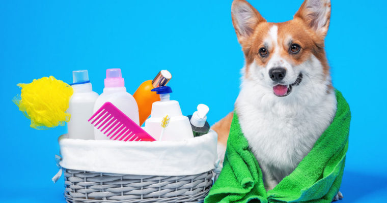 Let Us Speak About Essential Dog Grooming Supplies