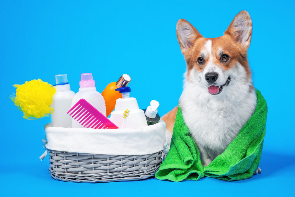 Let Us Speak About Essential Dog Grooming Supplies - WanderGlobe