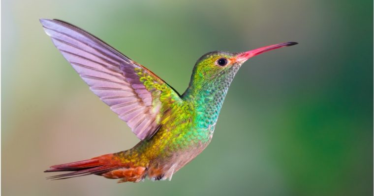 Best Online Hummingbird LIVE Webcams