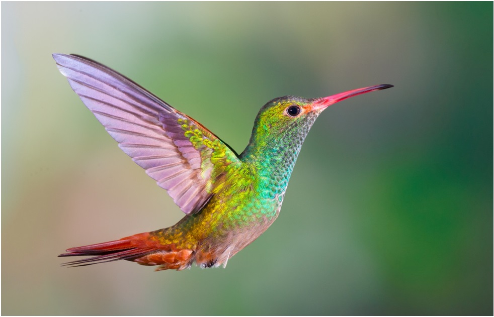 Best Online Hummingbird LIVE Webcams