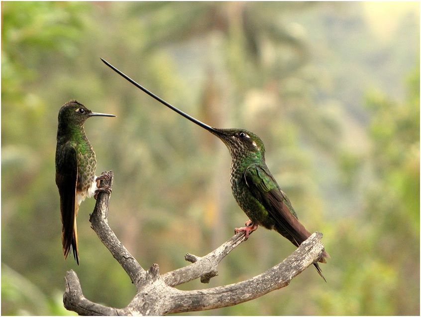 Hummingbirds