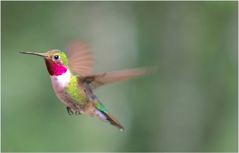 Online Hummingbird LIVE