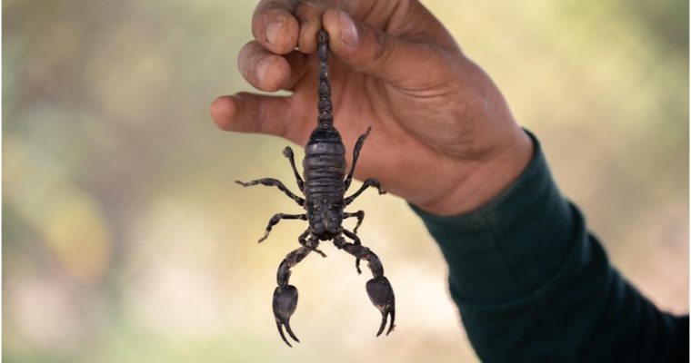 What To Do If You See a Scorpion in Your Home