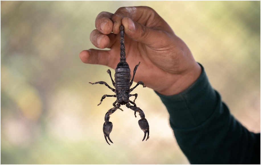 What To Do If You See a Scorpion in Your Home