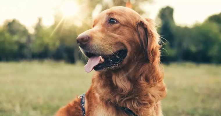 Why CBD Treats Are Becoming More Popular Among Pet Owners?
