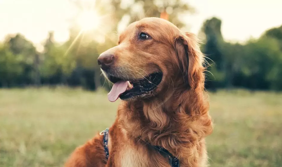 Why CBD Treats Are Becoming More Popular Among Pet Owners?