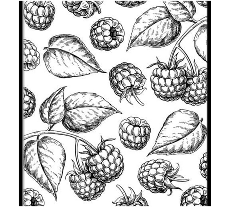 Raspberries and leaves sketch poster