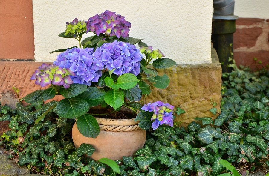 The Best Way to Keep Your Planters Clean and Beautiful