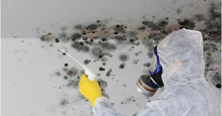 Five Benefits of Hiring Mold Removal Services