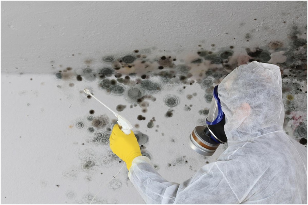 West Palm Beach Mold Removal