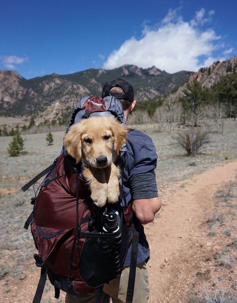 a brown dog inside a red backpack pet carrier carried by its owner