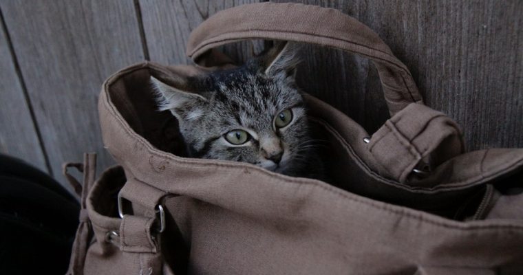 Learn How to Choose Stylishly, Unique Pet Carriers Here