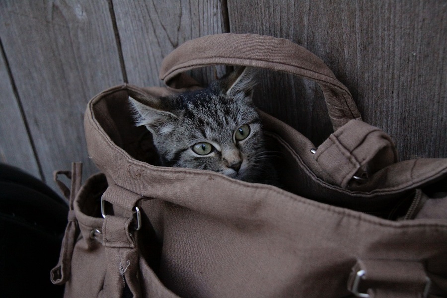 Learn How to Choose Stylishly, Unique Pet Carriers Here