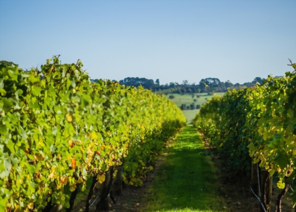 Wineries in Australia
