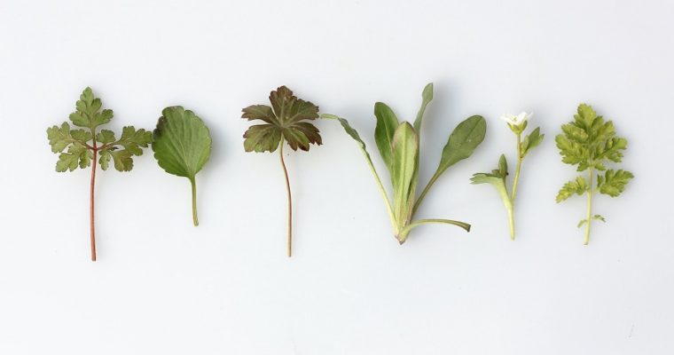 5 Medicinal Plants That Will Heal You Naturally