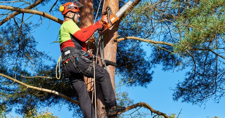 Role and Responsibilities of An Arborist