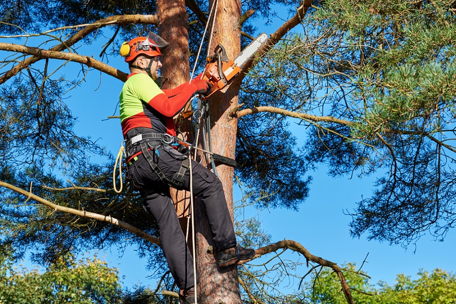 Role and Responsibilities of An Arborist