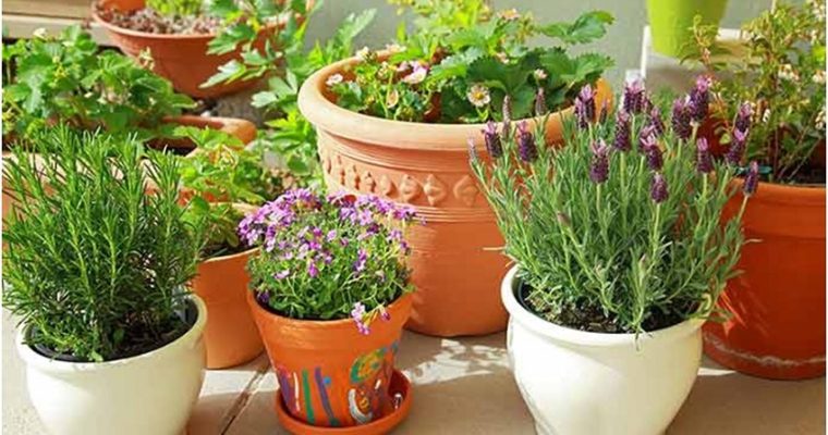 Choose The Best Garden Pots That Suit Your Needs