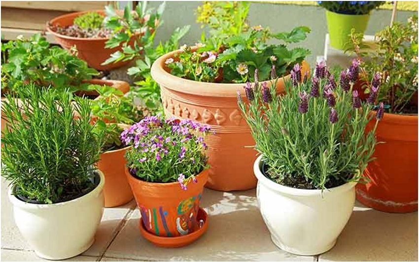 Choose The Best Garden Pots That Suit Your Needs