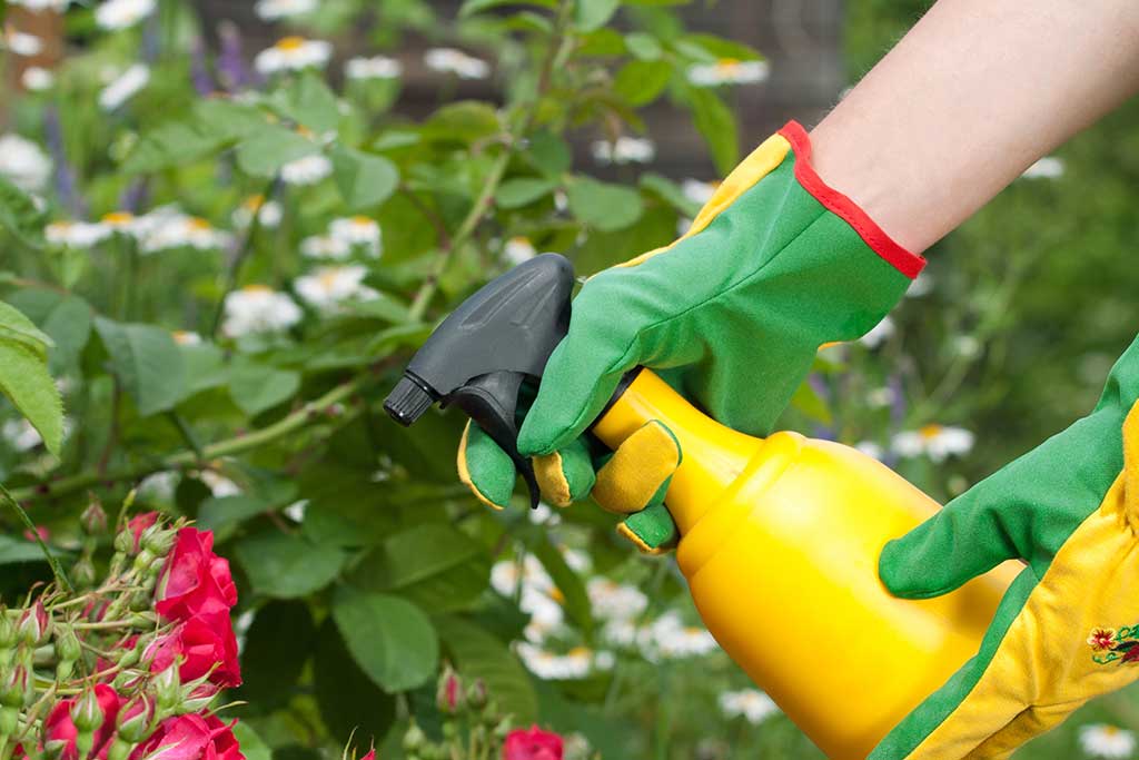 Make Your Own Pesticides for a Pest-Free Home