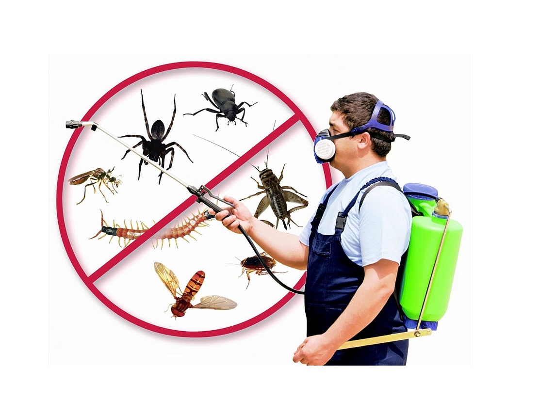 5 Questions You Must Ask A Pro Pest Control Company