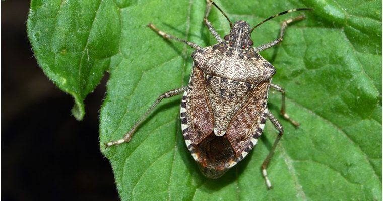 Stink Bugs Alert! Ways to Fend Off These Stinking Pests