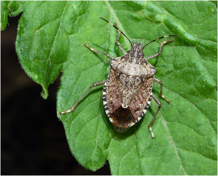 Stink Bugs Alert! Ways to Fend Off These Stinking Pests