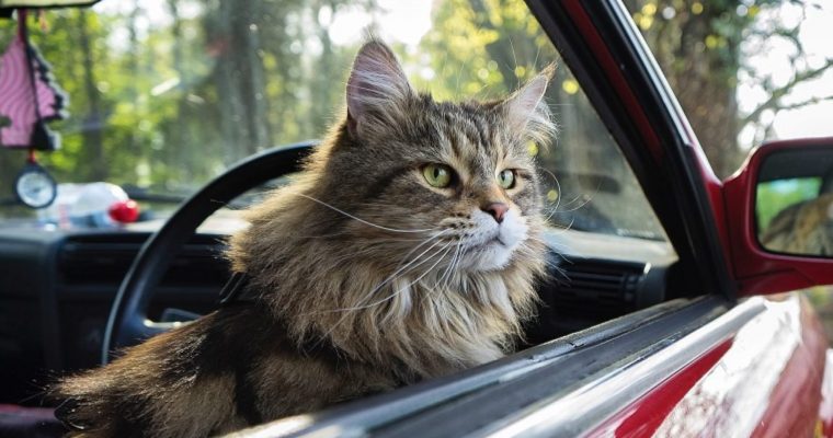 6 Reasons to Take Your Cat on a Trip