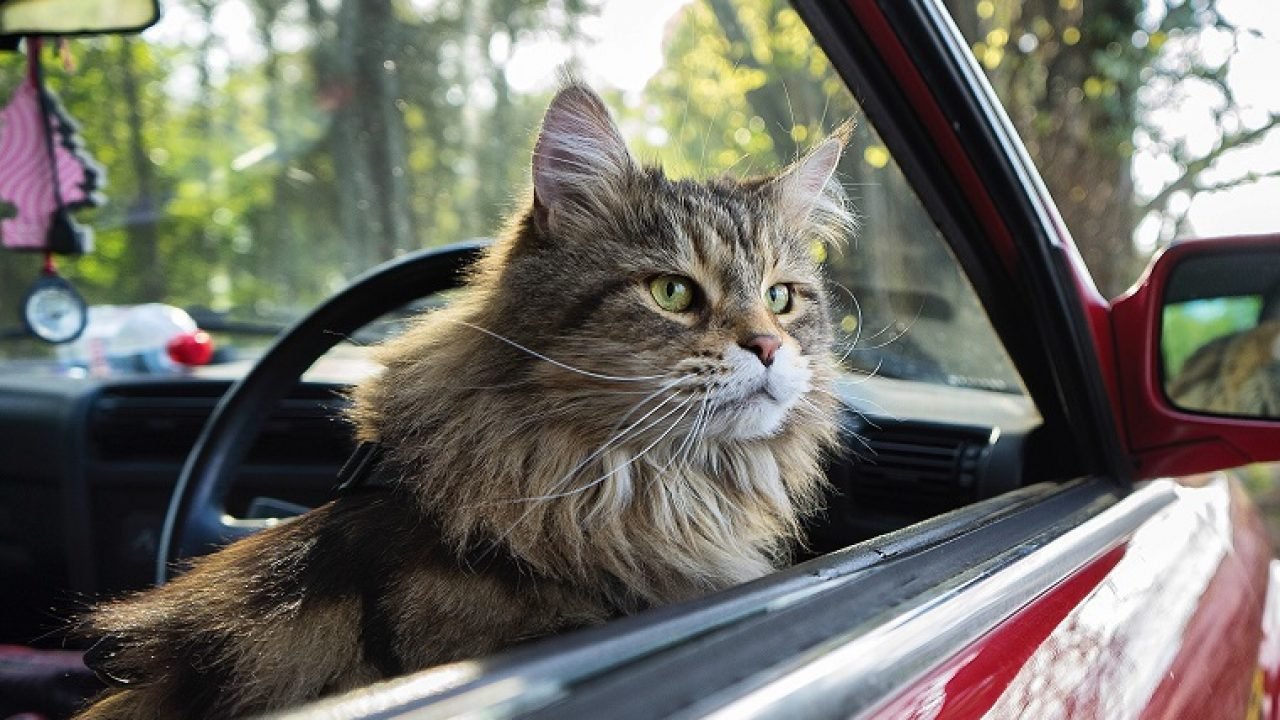 6 Reasons to Take Your Cat on a Trip