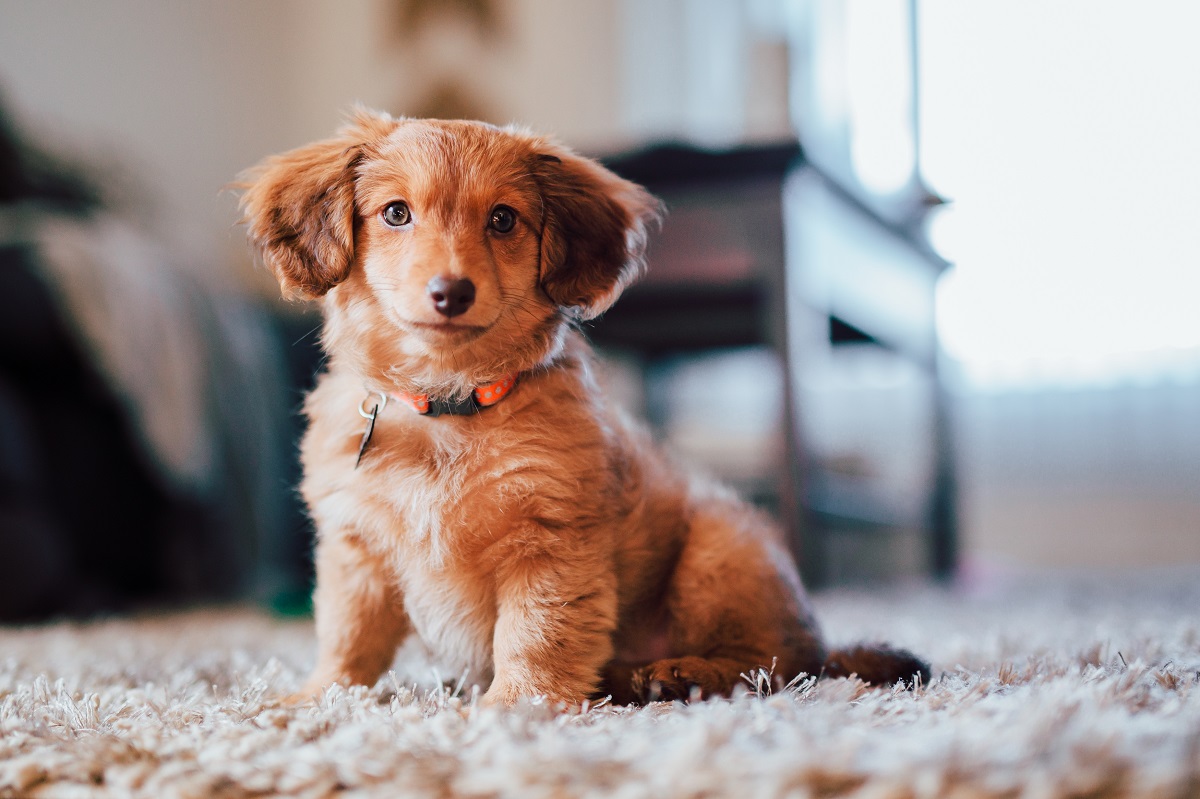7 Things To Know Before Getting a Dog