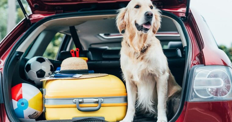 Essential Checklist for a Road Trip with Dogs