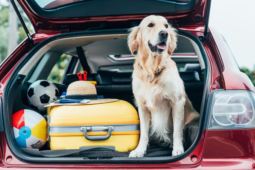 Essential Checklist for a Road Trip with Dogs