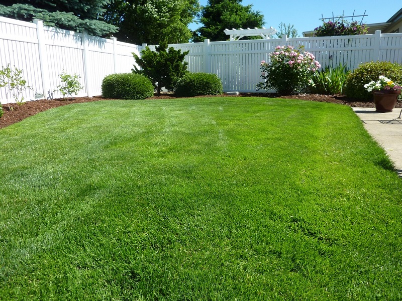 The Best Types of Grass: How to Choose and Mix the Right Ones