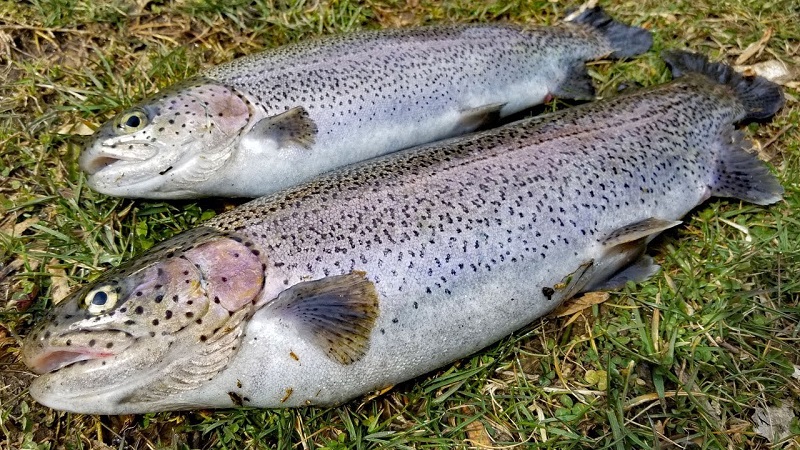 How to Catch Trout: 5 Tips and Tricks