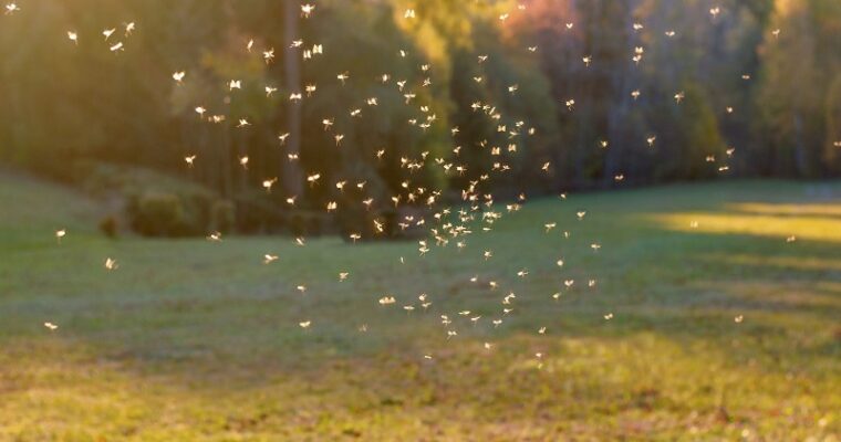 5 Effective Strategies To Keep Mosquitos Out Of Your Yard