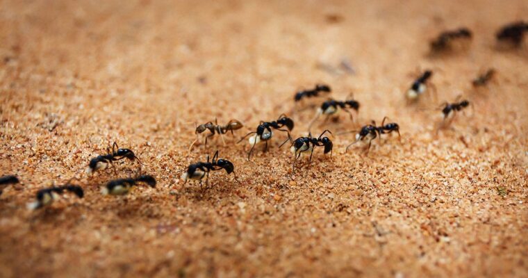 5 Pest Control Tips to Keep Ants Away