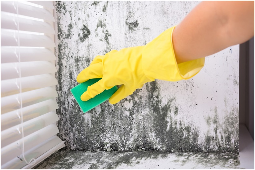 Preventing Mold Damage to Your Home