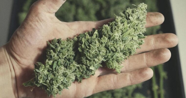 Steps to Increase Your Cannabis Harvest