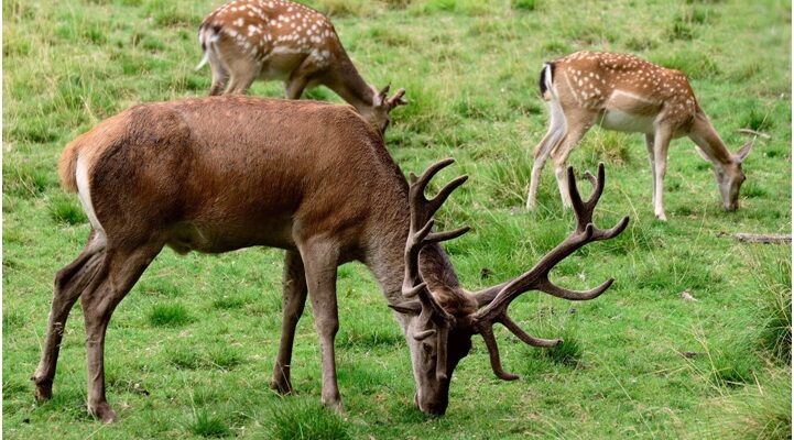 Preparing for Ohio White Tail Season