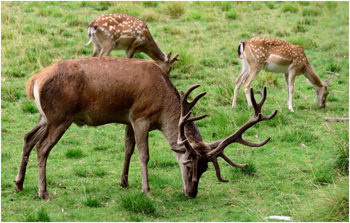 Preparing for Ohio White Tail Season