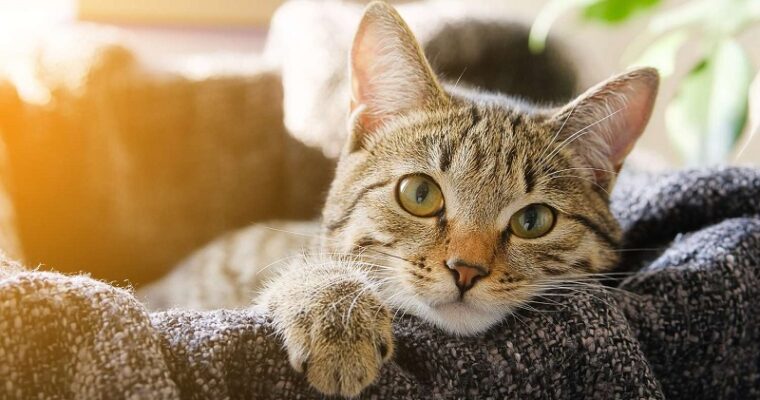 What is Covered by Cat Insurance?