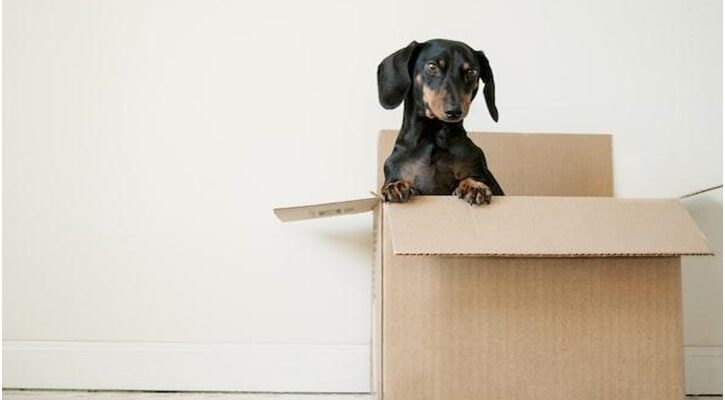 The Top Services To Take Advantage of After a Long-Distance Move