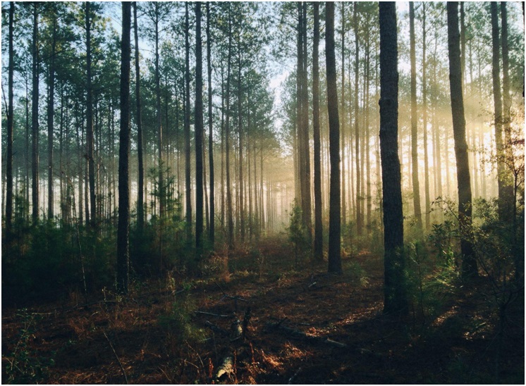 Forest Management